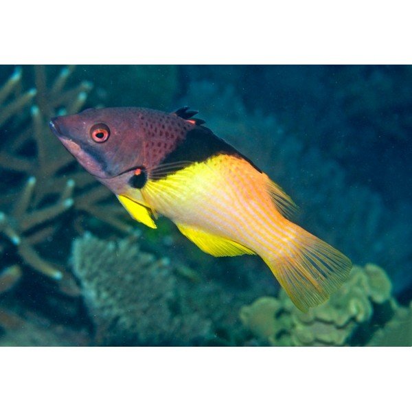 ECLIPSE HOG FISH WRASSE
