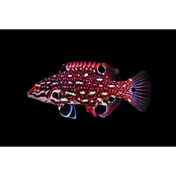 DIANA HOG FISH WRASSE