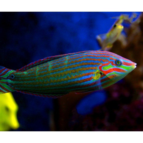 HOEVEN"S WRASSE