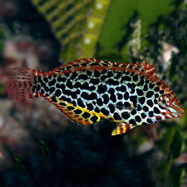 LEOPARD WRASSE