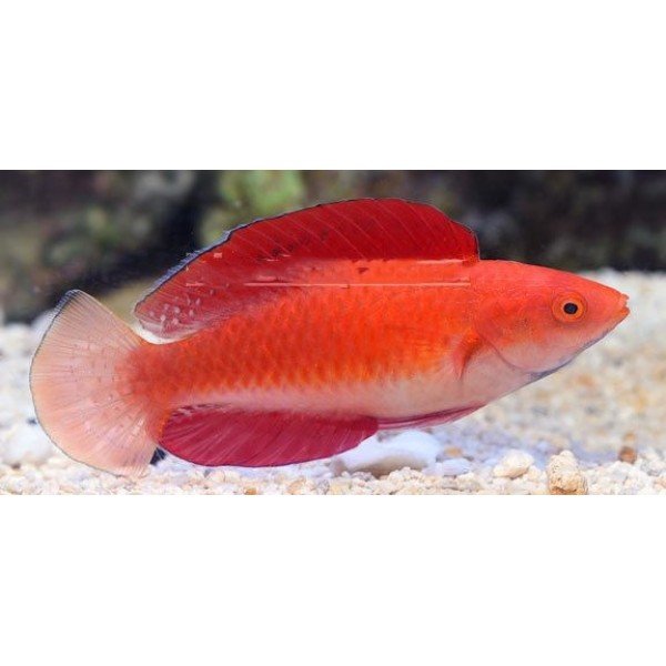 RED-FINNED FAIRY WRASSE