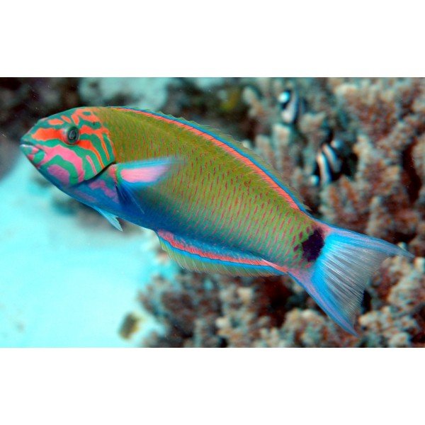 THALASSOMA WRASSE