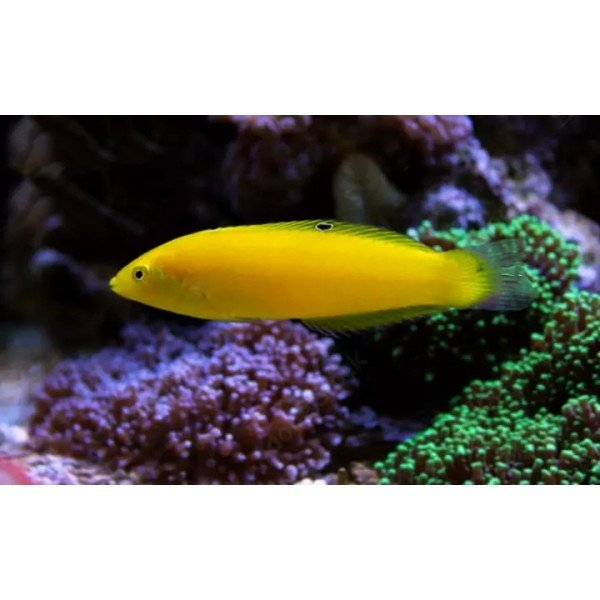 YELLOW WRASSE