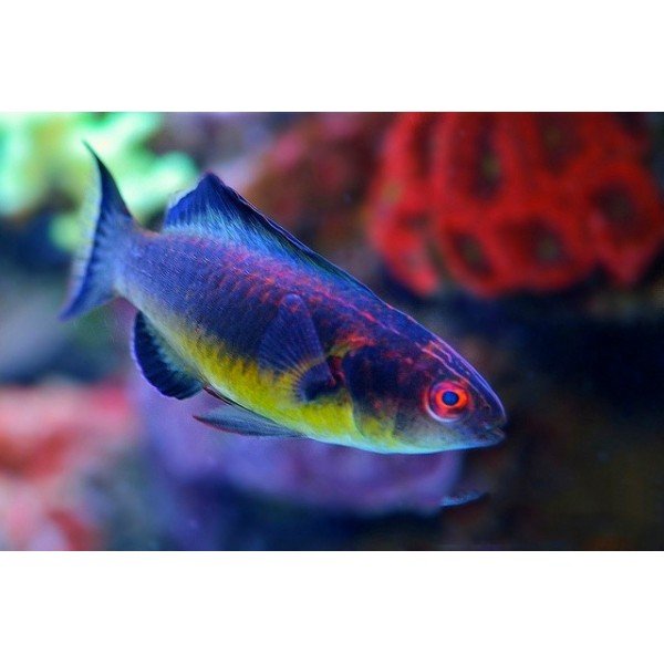 BRUNNEUS FAIRY WRASSE (MALE)