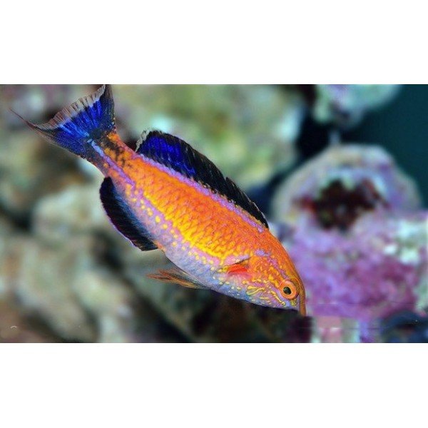 CRESENT TAIL FAIR WRASSE (MALE)