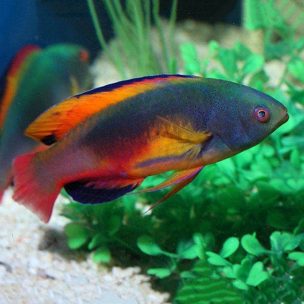 SCOTT"S FAIRY WRASSE