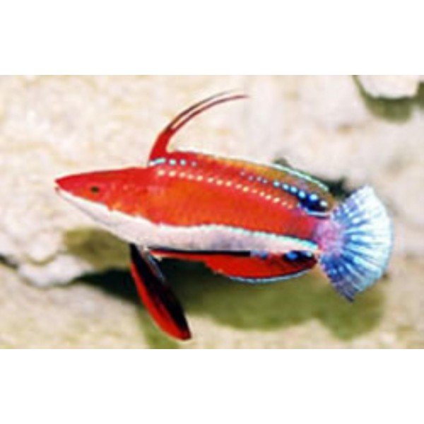 SOCIAL FAIRY WRASSE