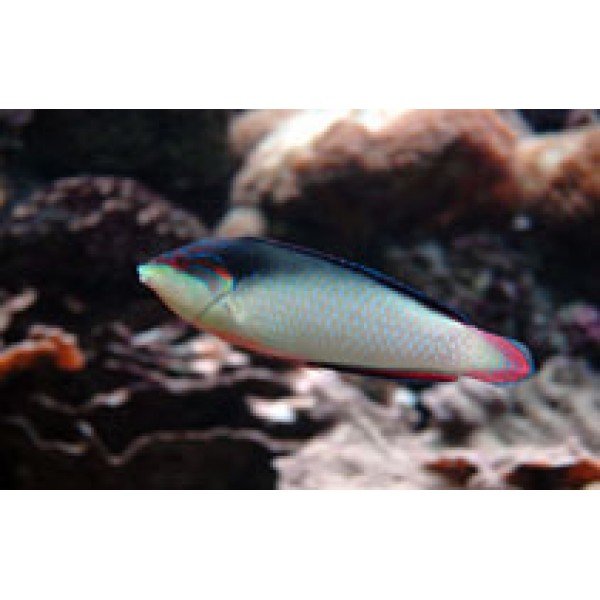 BLACK BLACK CHINA WRASSE