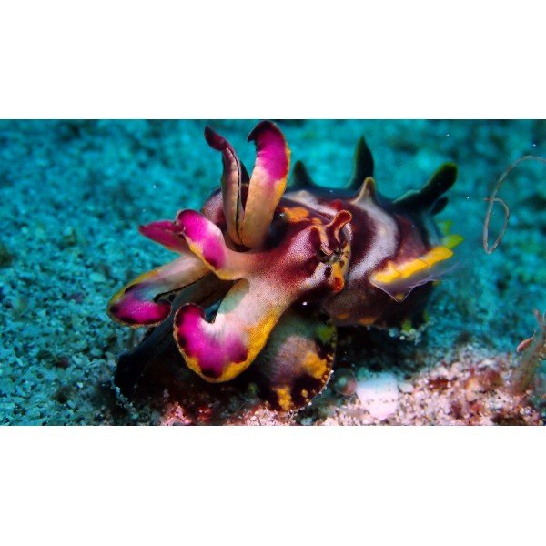 FLAMBOYANT CUTTLE FISH