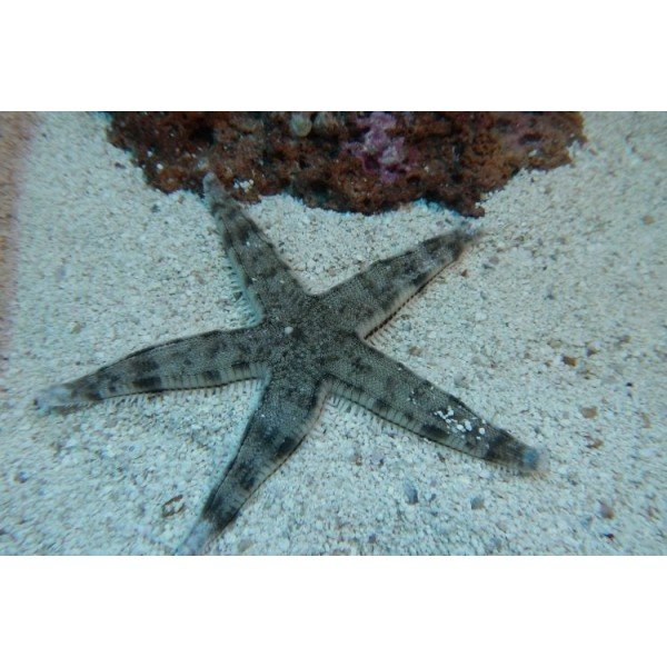 SAND STAR FISH