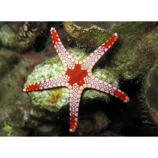 RED ELEGANT STAR FISH