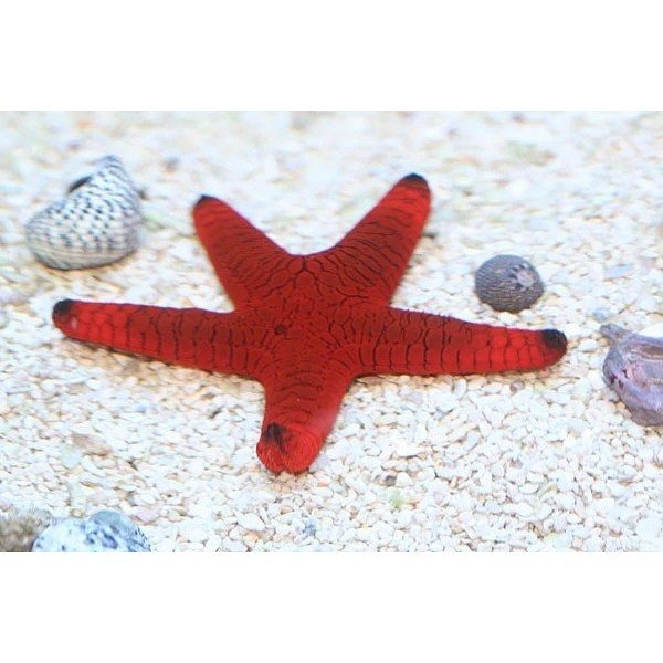 BLACK TIP STAR FISH