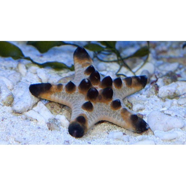 CHOCOLATE CHIP STAR FISH