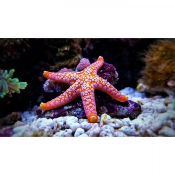 DEEP PINK STAR FISH