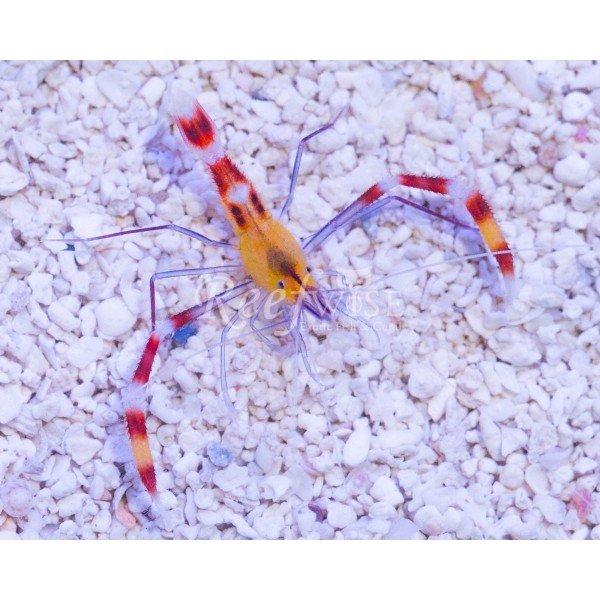 YELLOW HEAD BOXING SHRIMP