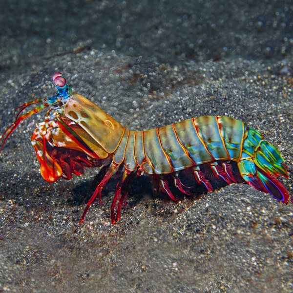 PEACOCOK MANTIS SHRIMP