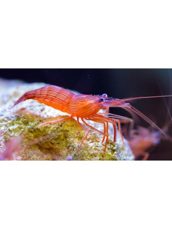 PEPPERMINT SHRIMP
