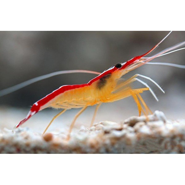 CLEANER SHRIMP 