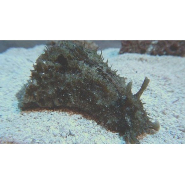 SEA HARE ALGAE SLUGS