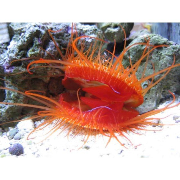 FLAME SCALLOP