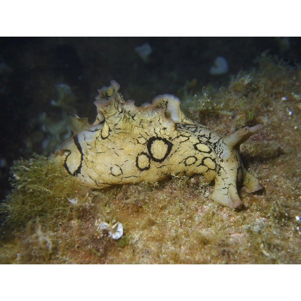 SPOTTED SEA SLUG