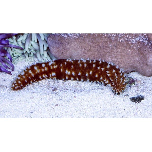 TIGER TAIL SEA CUCUMBER