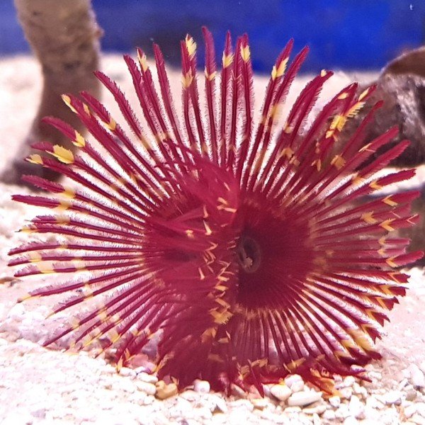 FEATHER DUSTER WORM MAROON