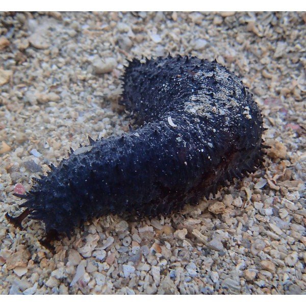 BLACK SEA CUCUMBER