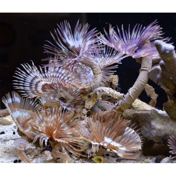 FEATHER DUSTER TUBE WORM