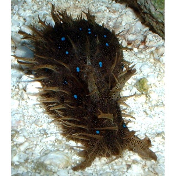 BLUE SOPT SEA HARE