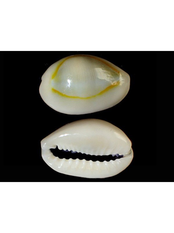 RING COWRIE SNAIL