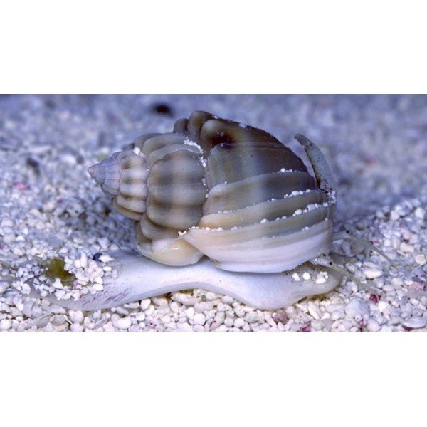 NASSARIUS SNAIL