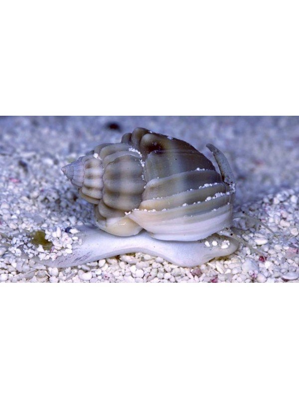 NASSARIUS SNAIL
