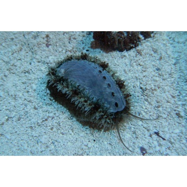 REEF ABALONE 