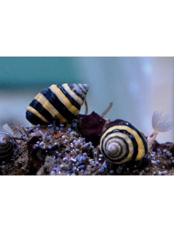 BUMBLEBEE SNAIL
