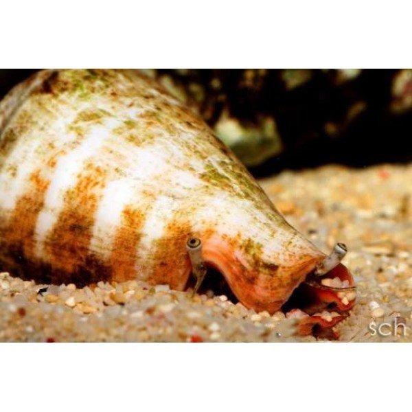 ORANGE LIP CONCH SNAIL