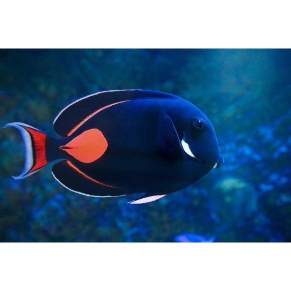 ACHILLES TANG -L