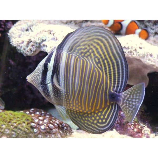 SAILFIN TANG (IO)