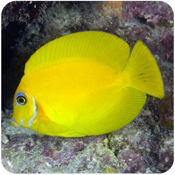 YELLOW MIMIC TANG
