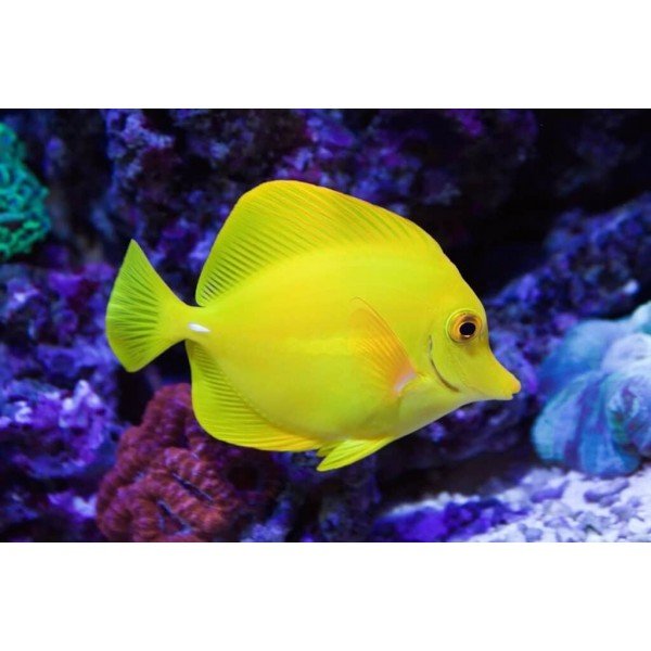 YELLOW TANG S (BRED)