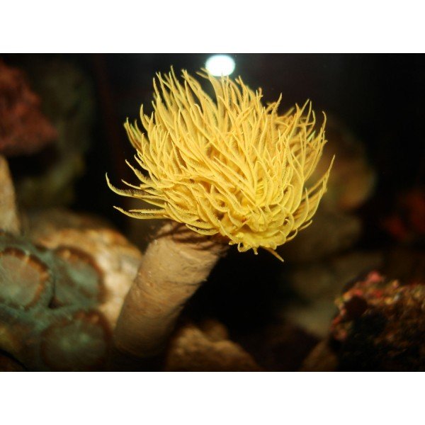FEATHER DUSTER TUBE WORM YELLOW 