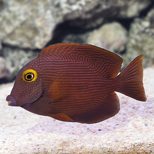KOLE YELLOW EYE TANG 